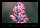 Blumenträume Fotokalender 2026 - 12