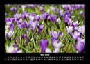 Blumenträume Fotokalender 2026 - 5