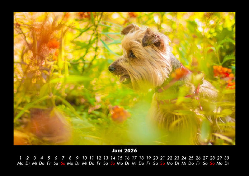 Blumenträume Fotokalender 2026 - 6