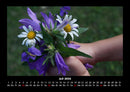 Blumenträume Fotokalender 2026 - 7