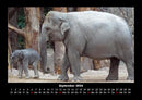Tiere in der Wildnis Fotokalender 2026 - 9
