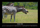 Tiere in der Wildnis Fotokalender 2026 - 10