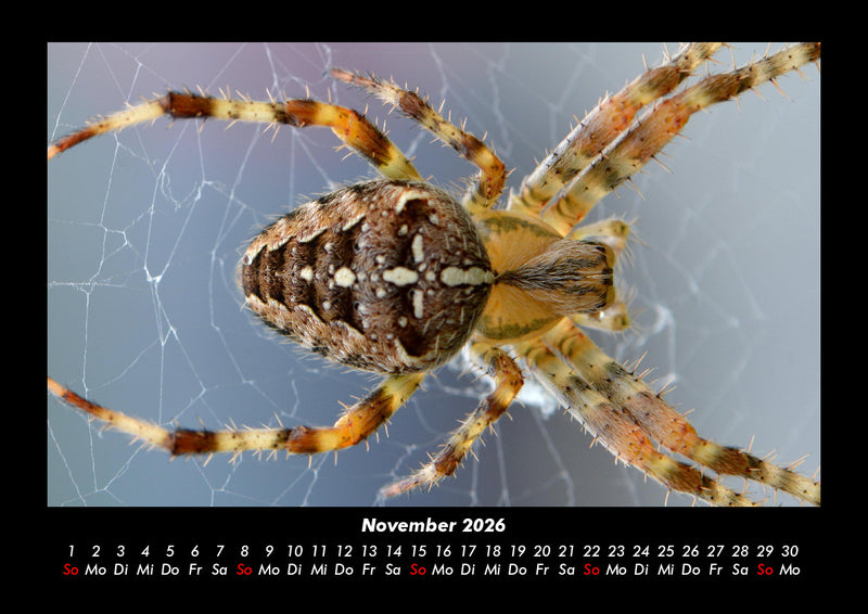 Tiere in der Wildnis Fotokalender 2026 - 11