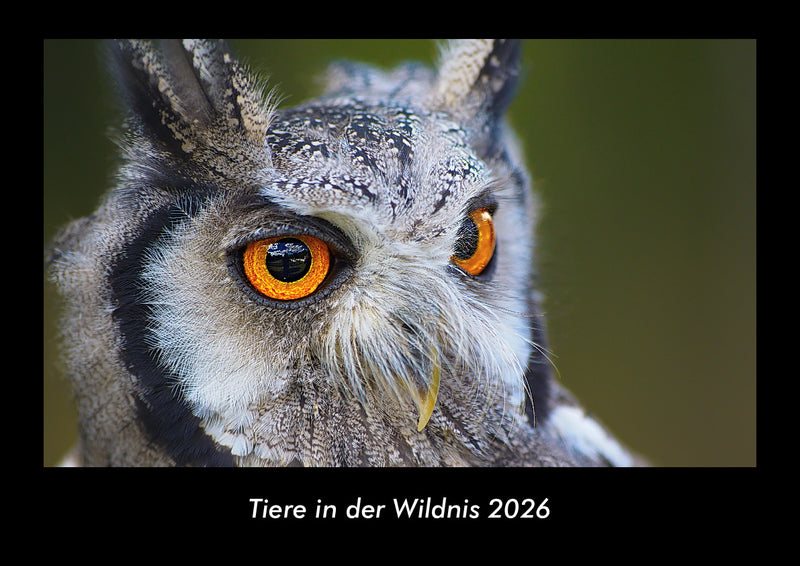 Tiere in der Wildnis Fotokalender 2026 - Hauptbild