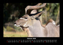 Tiere in der Wildnis Fotokalender 2026 - 2