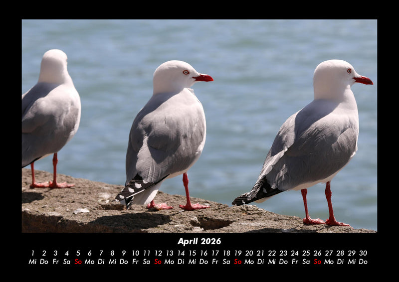 Tiere in der Wildnis Fotokalender 2026 - 4