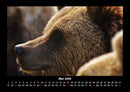 Tiere in der Wildnis Fotokalender 2026 - 5