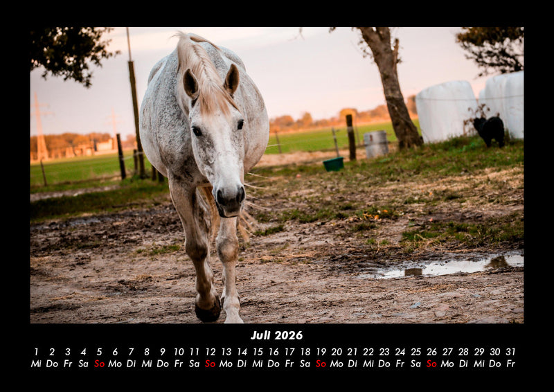 Tiere in der Wildnis Fotokalender 2026 - 7