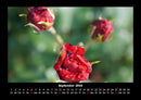 Rosentraum Fotokalender 2026 - 9