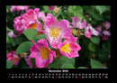 Rosentraum Fotokalender 2026 - 11