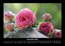 Rosentraum Fotokalender 2026 - 12