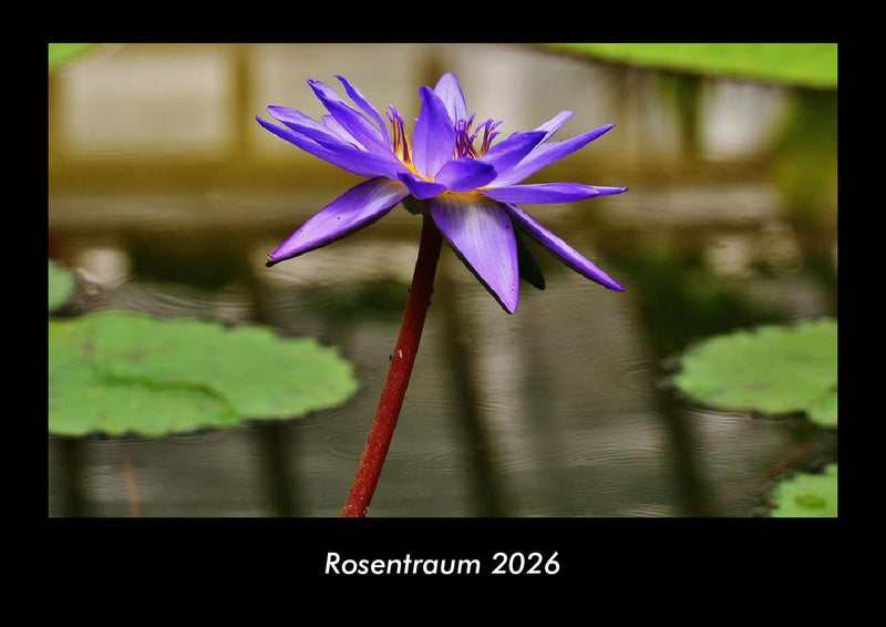 Rosentraum Fotokalender 2026 - Hauptbild