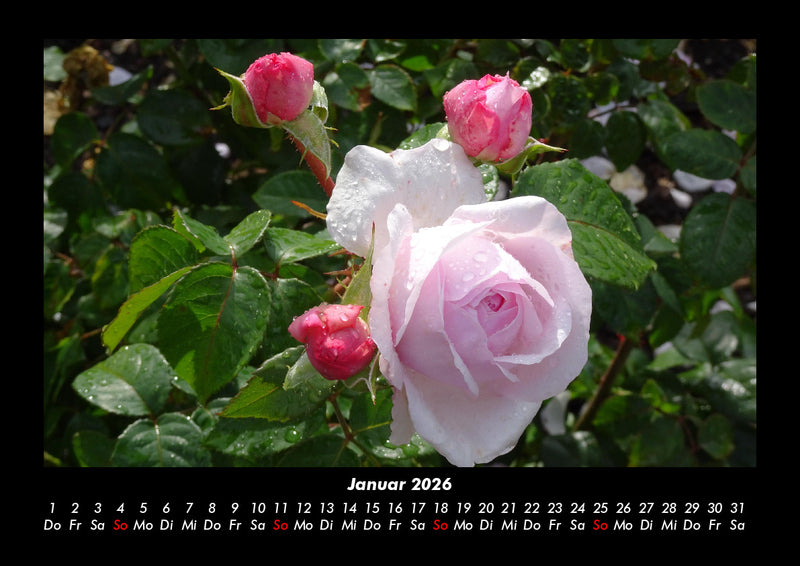 Rosentraum Fotokalender 2026 - 1