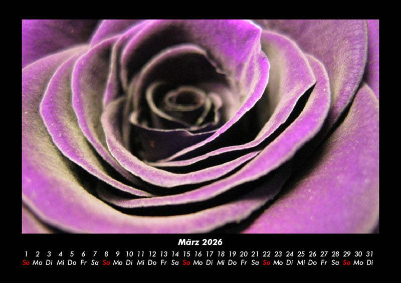 Rosentraum Fotokalender 2026 - 3