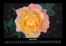 Rosentraum Fotokalender 2026 - 4