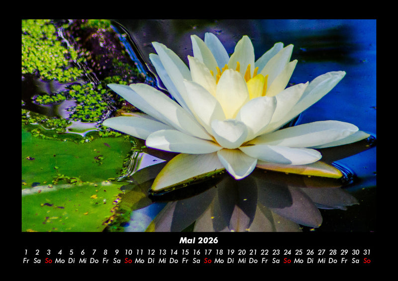 Rosentraum Fotokalender 2026 - 5