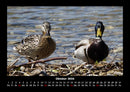 Enten Fotokalender 2026 - 10