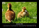 Enten Fotokalender 2026 - 11