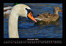 Enten Fotokalender 2026 - 12