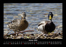 Enten Fotokalender 2026 - 1