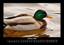 Enten Fotokalender 2026 - 2