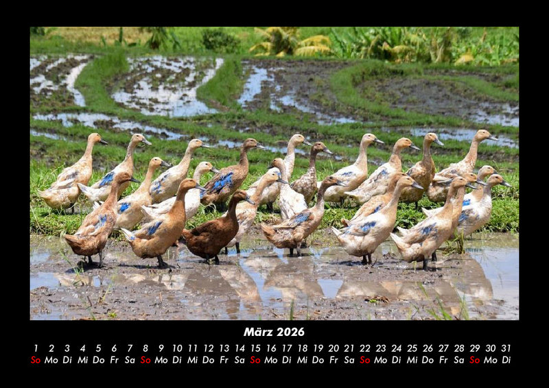 Enten Fotokalender 2026 - 3