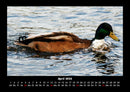 Enten Fotokalender 2026 - 4