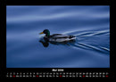 Enten Fotokalender 2026 - 5
