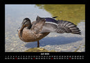 Enten Fotokalender 2026 - 7