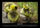 Enten Fotokalender 2026 - 8