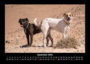 Hunde Fotokalender 2026 - 9