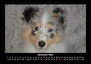 Hunde Fotokalender 2026 - 11