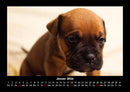 Hunde Fotokalender 2026 - 1