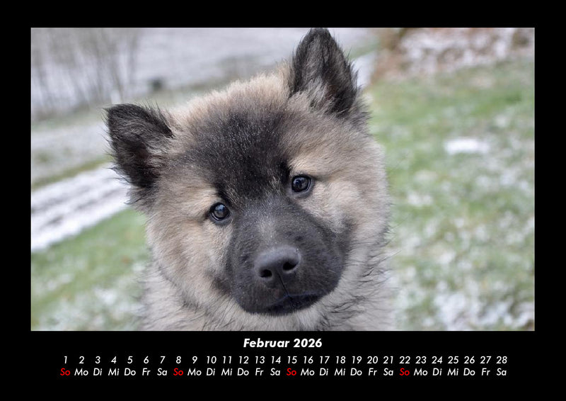 Hunde Fotokalender 2026 - 2