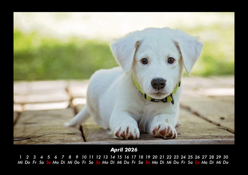 Hunde Fotokalender 2026 - 4