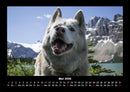 Hunde Fotokalender 2026 - 5