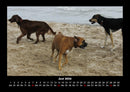 Hunde Fotokalender 2026 - 6