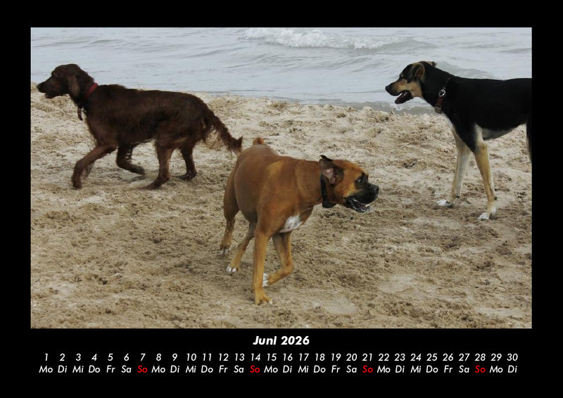 Hunde Fotokalender 2026 - 6