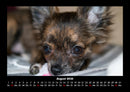 Hunde Fotokalender 2026 - 8
