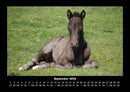 Die Welt der Pferde Fotokalender 2026 - 9