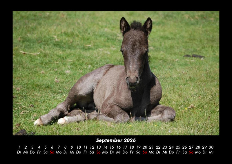 Die Welt der Pferde Fotokalender 2026 - 9