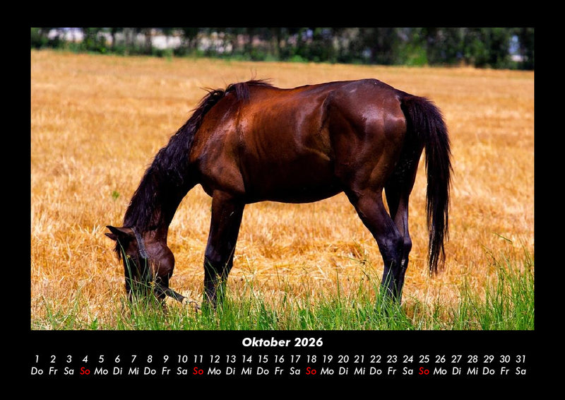 Die Welt der Pferde Fotokalender 2026 - 10