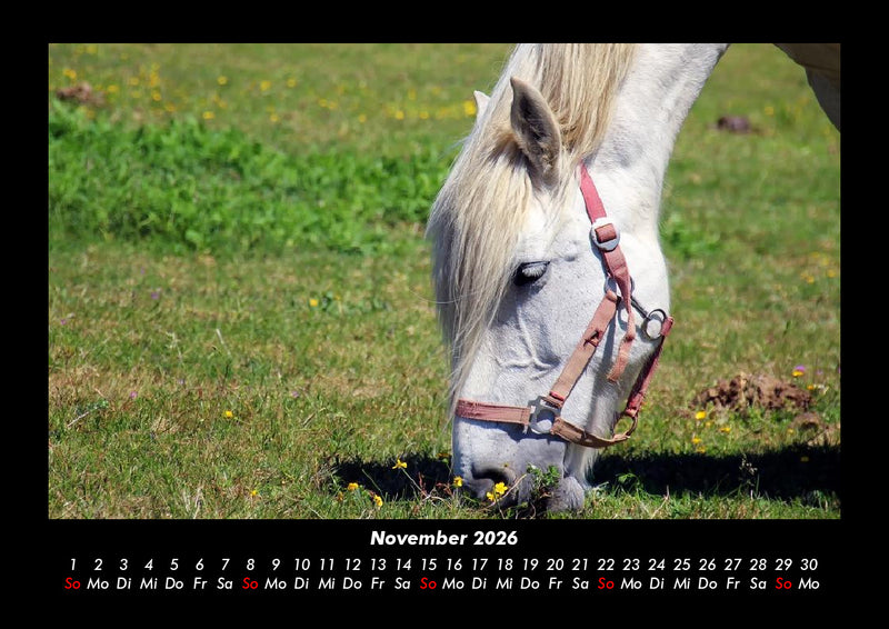 Die Welt der Pferde Fotokalender 2026 - 11