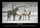 Die Welt der Pferde Fotokalender 2026 - 2