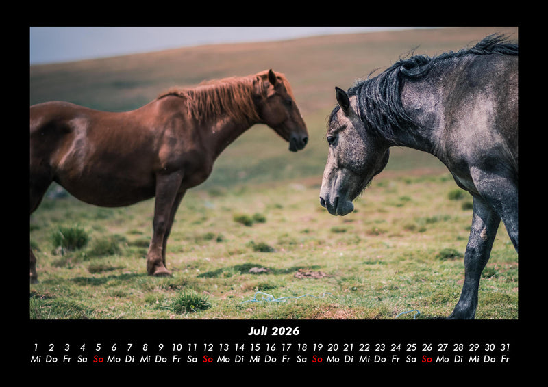 Die Welt der Pferde Fotokalender 2026 - 7