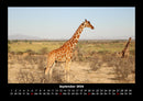 Giraffen Fotokalender 2026 - 9