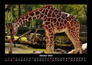 Giraffen Fotokalender 2026 - 10