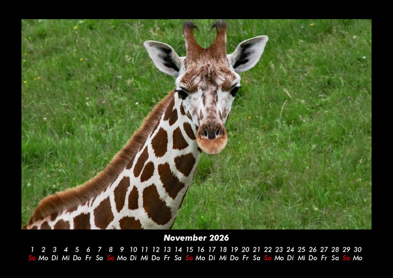 Giraffen Fotokalender 2026 - 11