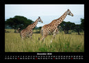 Giraffen Fotokalender 2026 - 12