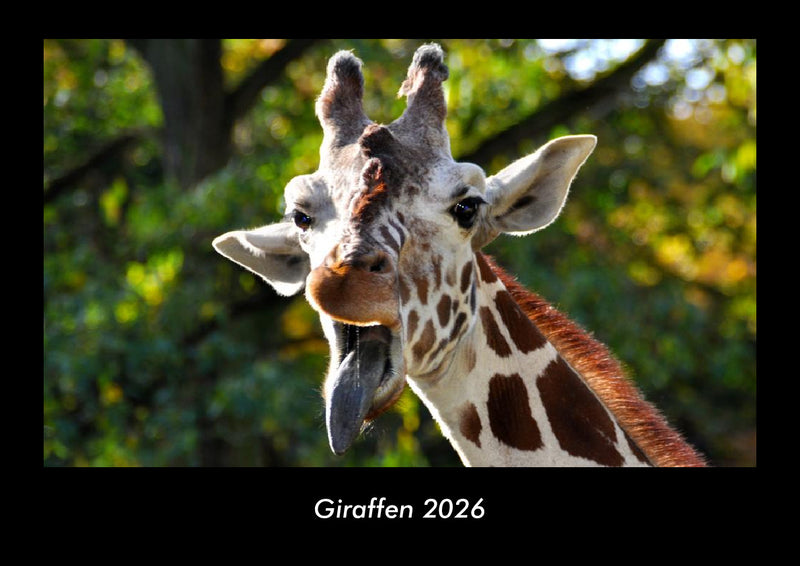 Giraffen Fotokalender 2026 - Hauptbild
